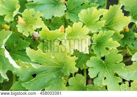 Close-up Of The Leaves Of The Pub From Above In The Garden In The Flower Bed
