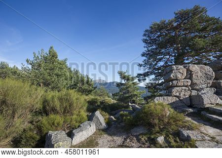 Scots Pine Forest In Fuenfria Valley, Municipality Of Cercedilla, Province Of Madrid, Spain