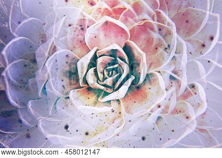 Artistic Floral Background With Succulent Plant White Mexican Rose Closeup. Fade Mode Colors With Fi