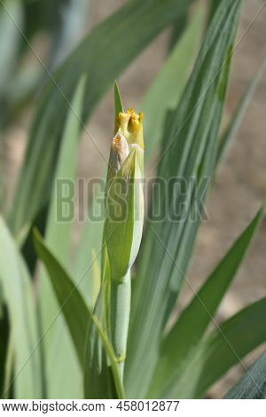 Intermediate Bearded Iris Season Ticket Flower Bud