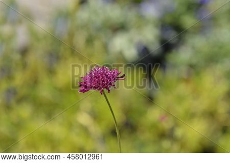 Macedonian Scabious Flower In The Garden In Spring