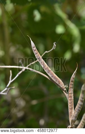 False Lupine Brown Seed Pods In The Summer