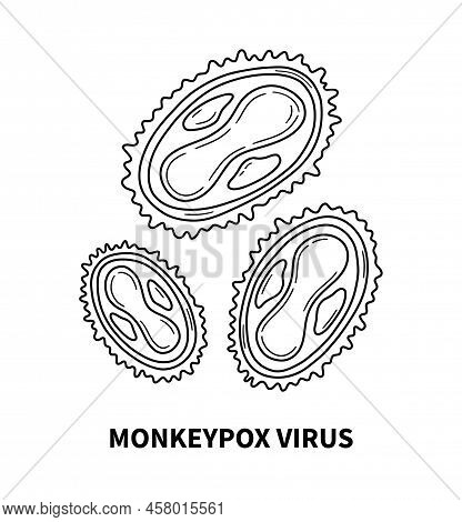 Monkeypox Virus Internal Structure Of The Cell In Close Up