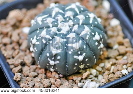 Astrophytum Asterias Miracle , Astrophytum Or Succulent Or Astrophytum Asterias Hanazono Or Astrophy