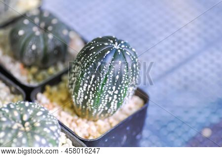 Astrophytum Asterias Miracle , Astrophytum Or Succulent Or Astrophytum Asterias Hanazono Or Astrophy