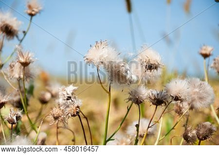 Pappus Of Cirsium Plants With Feathery Bristles On Natural Background.