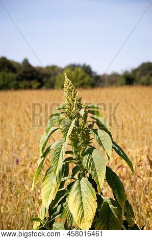 Green Flowering Amaranth Plant On Field Natural Landscape.