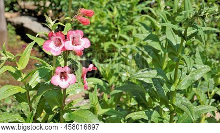 Beautiful Flowers Of Penstemon Artwegii Also Known As Hartwegs Beardtongue.