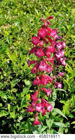 Beautiful Flowers Of Penstemon Artwegii Also Known As Hartwegs Beardtongue.