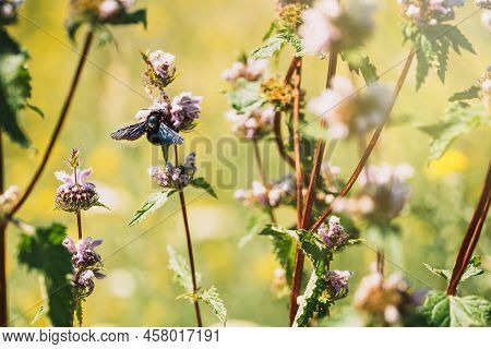 Black Carpenter Bee On Blooming Purple Flower