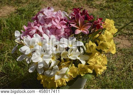 Multicolor Flowers Different Types Of Colours And Flowers In Water Bucket. White Frangipani, Oleande