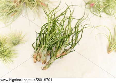Green Tillandsia Air Plants On A White Background