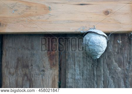 Vespiary Hung On The Timber. Wasp Tree Near The Wall Of A Wooden Building.a Large Wasp Nest Is Attac