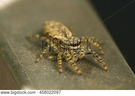 The Jumping Spider Marpissa Muscosa On A Brick Wall, Selective Focus