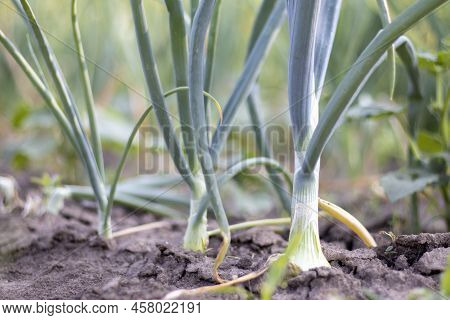 View Of A Field With Ripening Green Onions. Onion Field. Onion Ripe Plants Growing In The Field, Clo