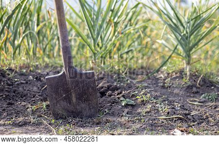 Garlic Field In The Landscape With A Shovel. Organic Garlic Grown In The Countryside. Agricultural F