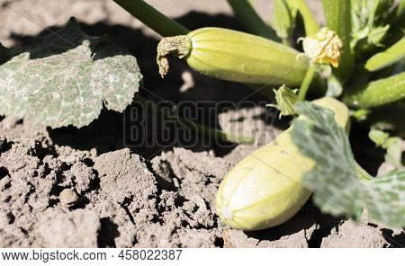 Zucchini Plant With Lot Of Fruits In A Vegetable Garden. Fresh Green Zucchini Grows In The Garden Be