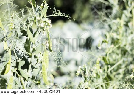 Blurred Image Of A Young Pea Plant With Pods. Sugar Peas Growing In A Summer Garden, Green Leaves, T