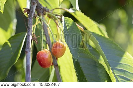 Ripe Red And Sweet Cherry Berries Hanging From A Tree Branch Before Harvest In Early Summer. A Tree