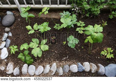 Angelica Keiskei (ashitaba) Cultivation In Vegetable Garden. Apiaceae Vegetable. It Has A Nourishing