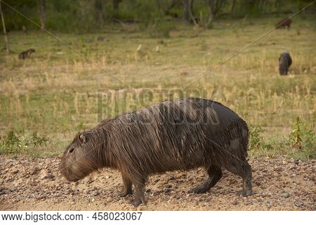 Capybara, Hydrochoerus Hydrochaeris, Largest Living Rodent, Native To South America, A Summer Aftern