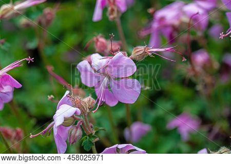 Dalmatian Cranesbill, Geranium Dalmaticum