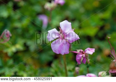 Dalmatian Cranesbill, Geranium Dalmaticum