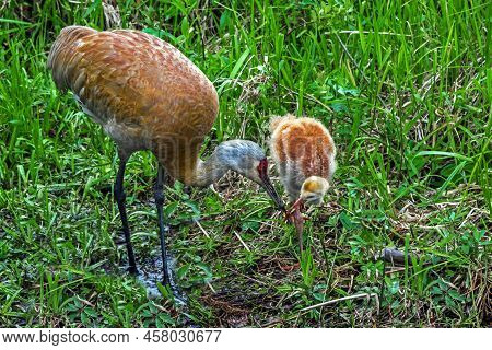 Crane With Chick On Lake Burnaby, Mother Feeding Her Chick, Against The Backdrop Of Green Reeds In T