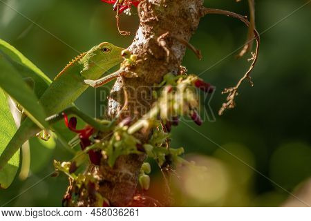 Chameleon Animals That Are Perched On Bilimbi Trees, Their Habitat Is In Trees That Are Thick With L
