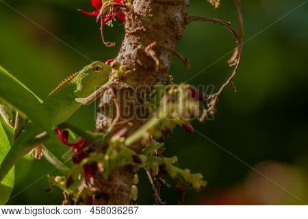Chameleon Animals That Are Perched On Bilimbi Trees, Their Habitat Is In Trees That Are Thick With L
