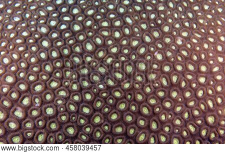 Favia Brain Coral In A Shallow Reef Boracay Island Philippines