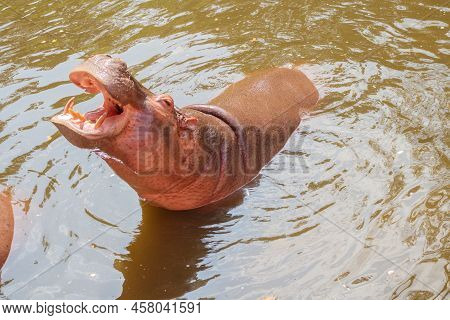 Common Hippopotamus (hippopotamus Amphibius) In The Zoo
