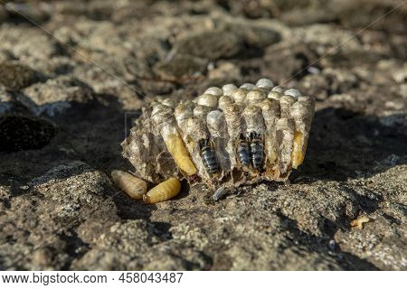 Wasp Nest Cross Section. Vespula Germanica Vespiary Close Up. Detail.