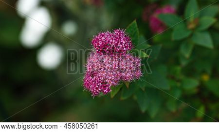 Blooming Of Spirea. Spiraea Japonica, Meadowsweets Or Steeplebushes