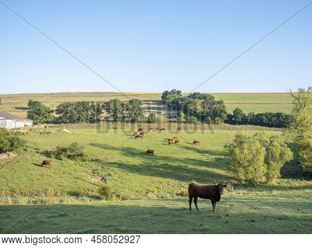 Brown Cows Graze In Green Grassy Summer Landscape Near Han Sur Lesse And Rochefort In Belgian Ardenn