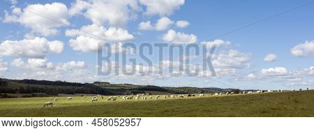 Cows Graze In Green Grassy Summer Landscape Near Han Sur Lesse And Rochefort In Belgian Ardennes Are