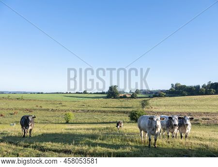Beef Cows Graze In Green Grassy Summer Landscape Near Han Sur Lesse And Rochefort In Belgian Ardenne