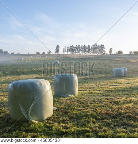 Hay Bales In Misty Early Morning Meadow Between Vielsalm And Sankt Vith In Belgian Ardennes Part Of 