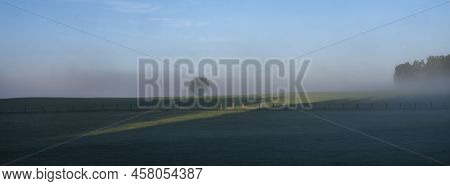 Countryside With Meadow And Lonely Tree In Early Morning Mist On Hautes Fagnes In Belgian Ardennes N