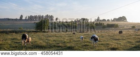 Calves And Cows In Early Morning Sunlight Between Sankt Vith And Vielsalm In Southern Part Of Belgia