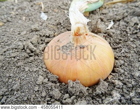 Harvesting Onions In The Field, Background Image