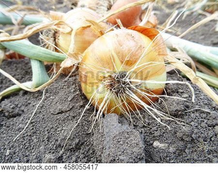 Harvesting Onions In The Field, Background Image