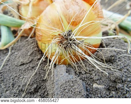 Harvesting Onions In The Field, Background Image
