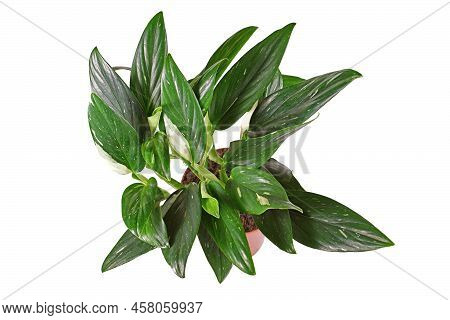 Exotic Houseplant With Botanic Name 'monstera Standleyana' Hwith White Variegated Leaves In Pot On W