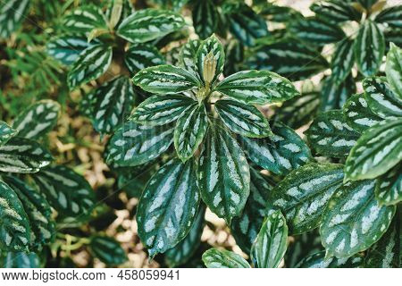 Tropical Plant With Botanic Name 'pilea Cadierei' With Oval Leaves With Silver Patches