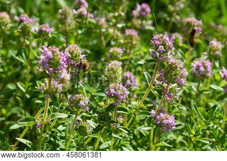 Fresh, Blooming Pink Thyme In Green Grass. Wild Thymus Serpyllum Plants In Field. Breckland Wild Thy