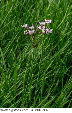 Close Up Of The Umbel-like Inflorescence Of Flowering Rush Or Grass Rush Butomus Umbellatus In Full