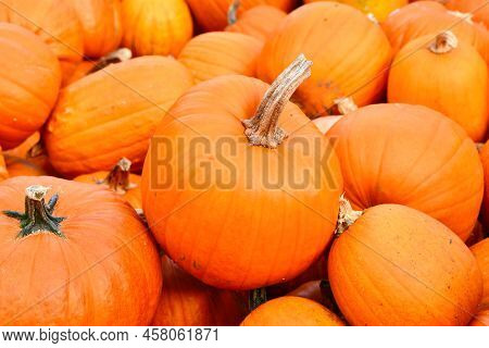 Orange Halloween Pumpkin With Long Stemp Between Pile