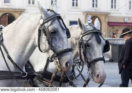Horses Pulling Carriage At Stephansplatz In Vienna, Austria
