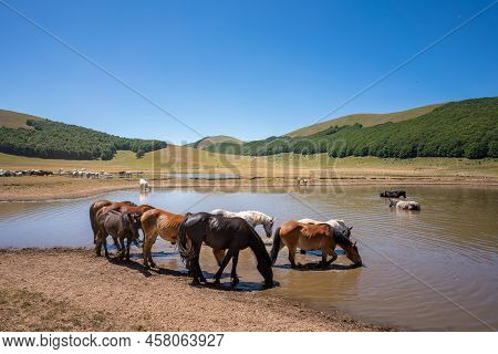 Pantani Di Accumoli, Wild Horses Bathing In Lake, Umbria, Italy. High Quality Photo